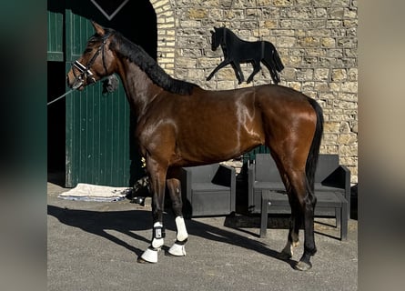 Westfaliano, Giumenta, 3 Anni, 167 cm, Baio