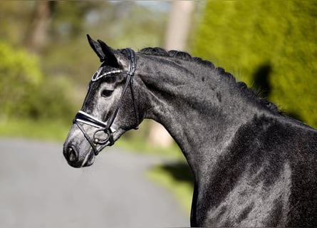 Westfaliano, Giumenta, 3 Anni, 167 cm, Grigio ferro