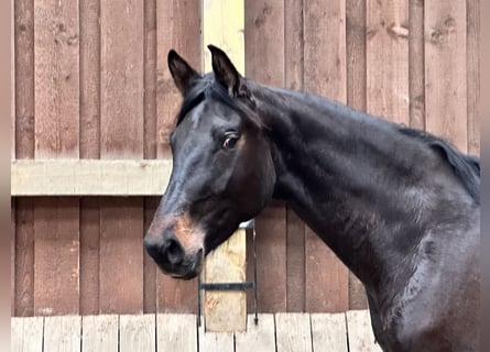 Westfaliano, Giumenta, 3 Anni, 168 cm, Baio scuro