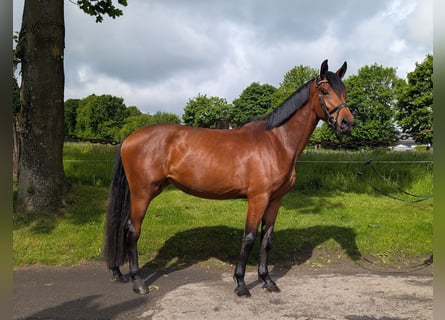 Westfaliano, Giumenta, 3 Anni, 169 cm, Baio