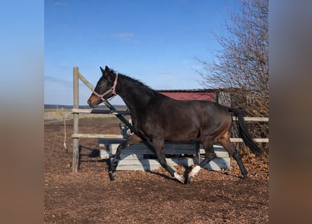 Westfaliano, Giumenta, 3 Anni, 170 cm, Baio scuro