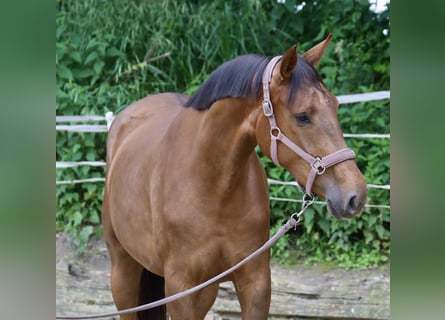 Westfaliano, Giumenta, 3 Anni, 174 cm