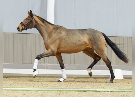Westfaliano, Giumenta, 3 Anni, Baio