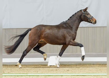 Westfaliano, Giumenta, 3 Anni, Baio