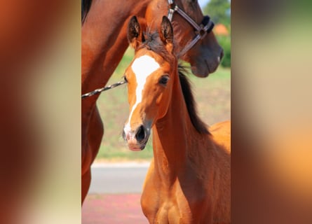 Westfaliano, Giumenta, 3 Anni, Baio