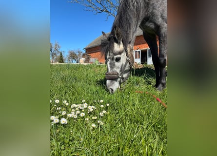 Westfaliano, Giumenta, 4 Anni, 135 cm, Grigio ferro