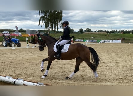 Westfaliano, Giumenta, 4 Anni, 159 cm, Baio