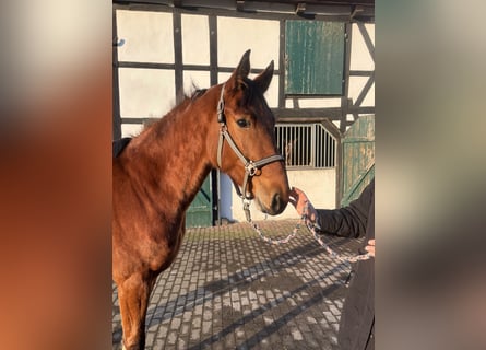 Westfaliano, Giumenta, 4 Anni, 160 cm, Baio