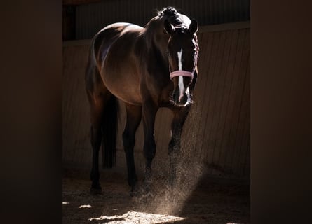 Westfaliano, Giumenta, 4 Anni, 160 cm, Baio nero