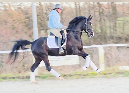 Westfaliano, Giumenta, 4 Anni, 161 cm, Morello