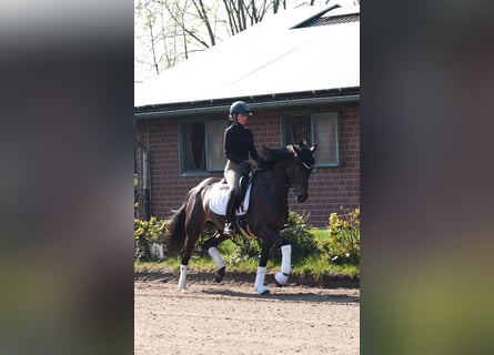 Westfaliano, Giumenta, 4 Anni, 162 cm, Baio
