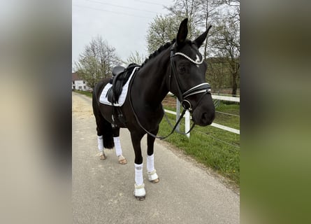 Westfaliano, Giumenta, 4 Anni, 164 cm, Morello