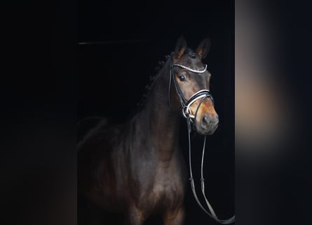 Westfaliano, Giumenta, 4 Anni, 165 cm, Baio scuro