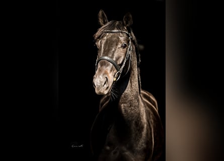 Westfaliano, Giumenta, 4 Anni, 165 cm, Morello