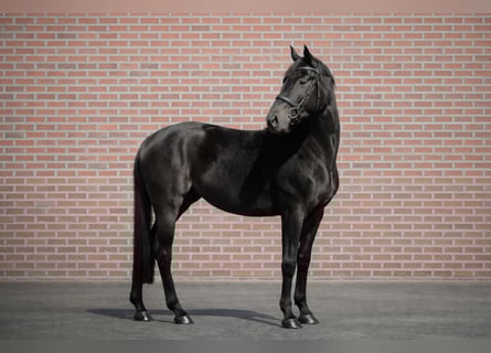 Westfaliano, Giumenta, 4 Anni, 165 cm, Morello