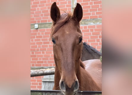 Westfaliano, Giumenta, 4 Anni, 165 cm, Sauro scuro