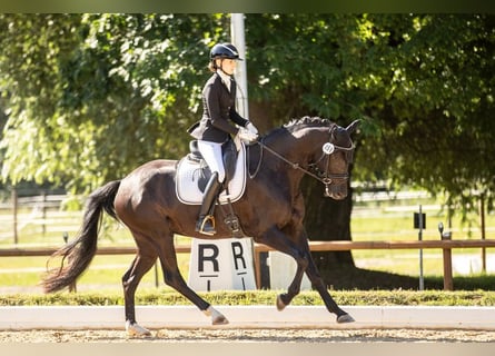 Westfaliano, Giumenta, 4 Anni, 166 cm, Morello