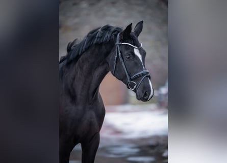 Westfaliano, Giumenta, 4 Anni, 166 cm, Morello