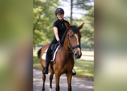 Westfaliano, Giumenta, 4 Anni, 167 cm, Baio