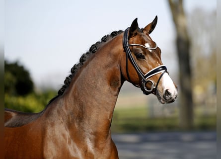 Westfaliano, Giumenta, 4 Anni, 167 cm, Baio