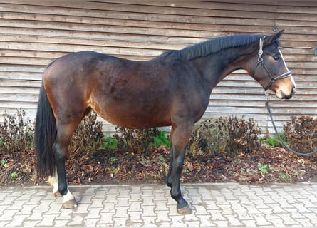 Westfaliano, Giumenta, 4 Anni, 167 cm, Baio