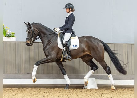 Westfaliano, Giumenta, 4 Anni, 167 cm, Baio scuro