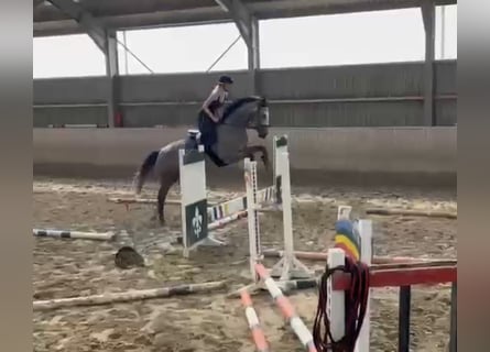 Westfaliano, Giumenta, 4 Anni, 167 cm, Grigio