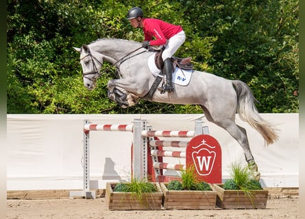 Westfaliano, Giumenta, 4 Anni, 167 cm, Grigio