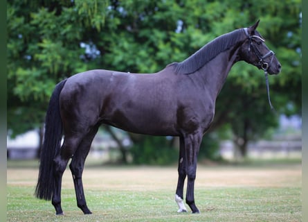 Westfaliano, Giumenta, 4 Anni, 167 cm, Morello