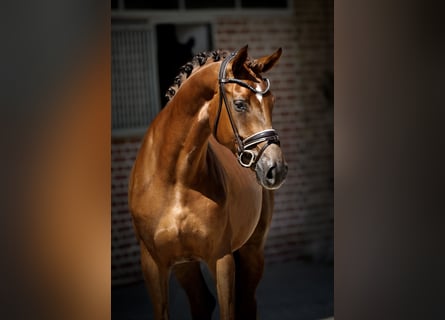 Westfaliano, Giumenta, 4 Anni, 167 cm, Sauro scuro