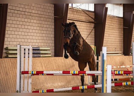 Westfaliano, Giumenta, 4 Anni, 168 cm, Baio