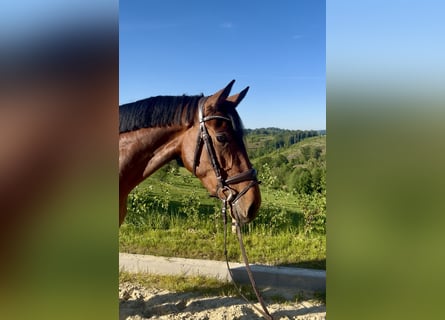 Westfaliano, Giumenta, 4 Anni, 168 cm, Baio