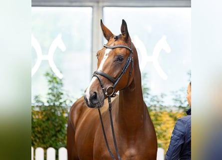 Westfaliano, Giumenta, 4 Anni, 168 cm, Baio
