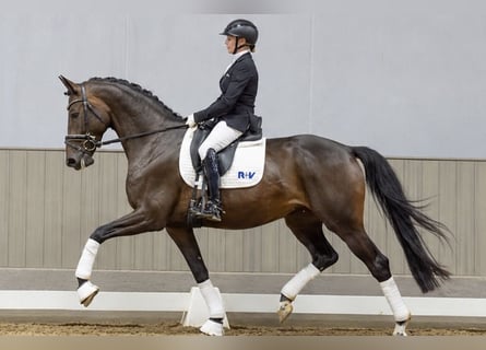 Westfaliano, Giumenta, 4 Anni, 168 cm, Baio scuro