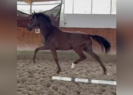 Westfaliano, Giumenta, 4 Anni, 168 cm, Sauro scuro