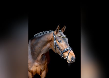 Westfaliano, Giumenta, 4 Anni, 169 cm, Baio