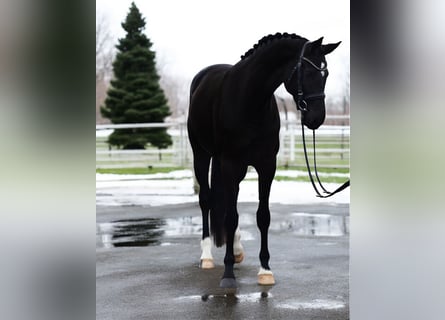 Westfaliano, Giumenta, 4 Anni, 169 cm, Morello