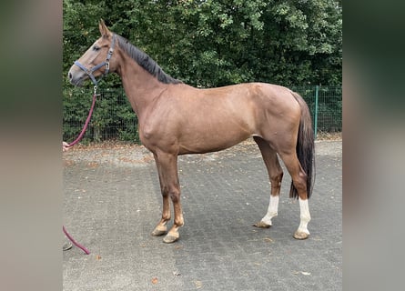 Westfaliano, Giumenta, 4 Anni, 169 cm, Sauro