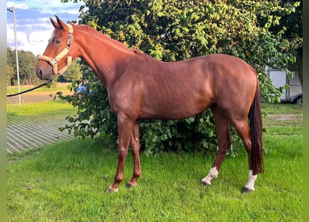 Westfaliano, Giumenta, 4 Anni, 169 cm, Sauro