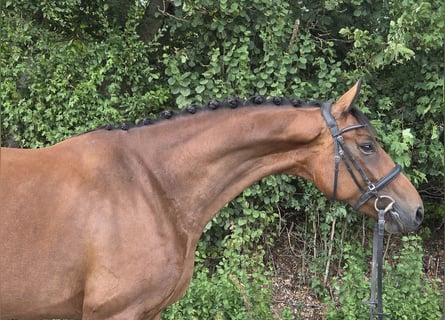 Westfaliano, Giumenta, 4 Anni, 170 cm, Baio