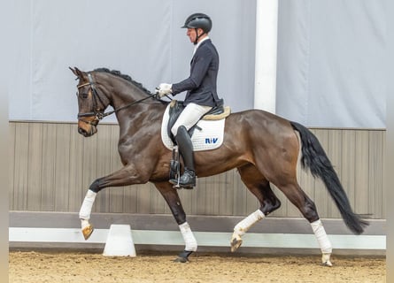 Westfaliano, Giumenta, 4 Anni, 170 cm, Baio