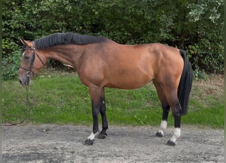 Westfaliano, Giumenta, 4 Anni, 170 cm, Baio