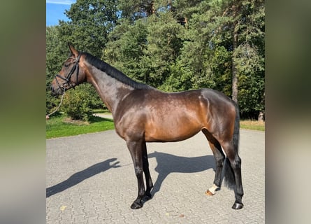 Westfaliano, Giumenta, 4 Anni, 170 cm, Baio scuro