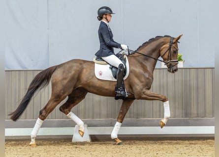 Westfaliano, Giumenta, 4 Anni, 170 cm, Sauro scuro