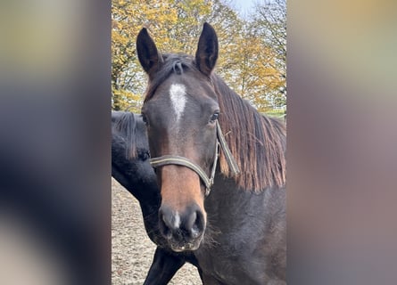 Westfaliano, Giumenta, 4 Anni, 171 cm, Baio