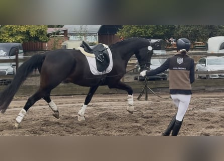 Westfaliano, Giumenta, 4 Anni, 173 cm, Baio scuro