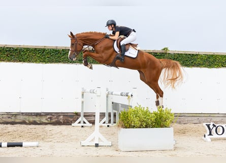 Westfaliano, Giumenta, 4 Anni, 173 cm, Sauro scuro