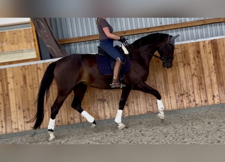 Westfaliano, Giumenta, 4 Anni, 174 cm, Baio scuro