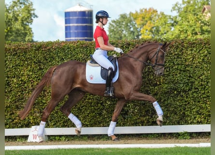 Westfaliano, Giumenta, 4 Anni, 174 cm, Sauro scuro