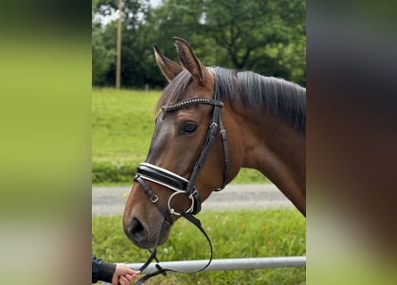 Westfaliano, Giumenta, 4 Anni, Baio